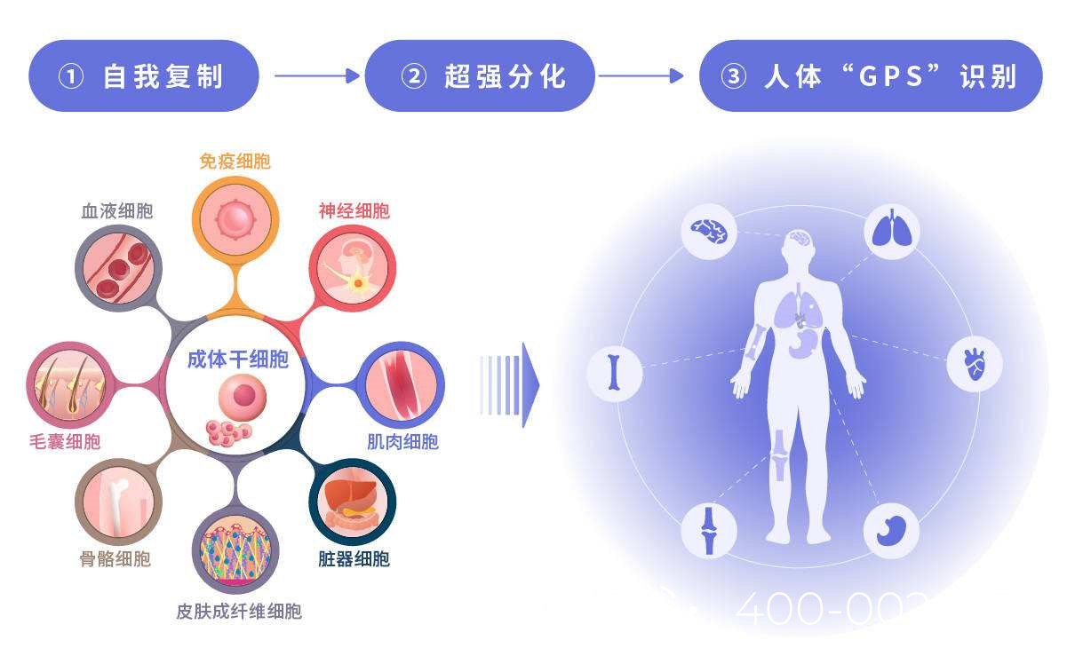 干細胞增殖療法