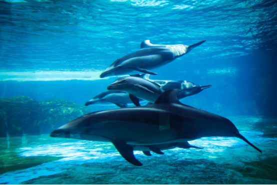 珠海長隆一連成功繁育三頭太平洋白邊海豚，暑期可以去看看了