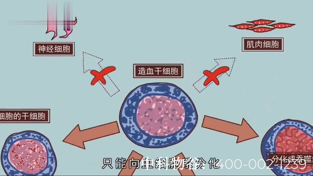 中国干细胞集团生物干细胞