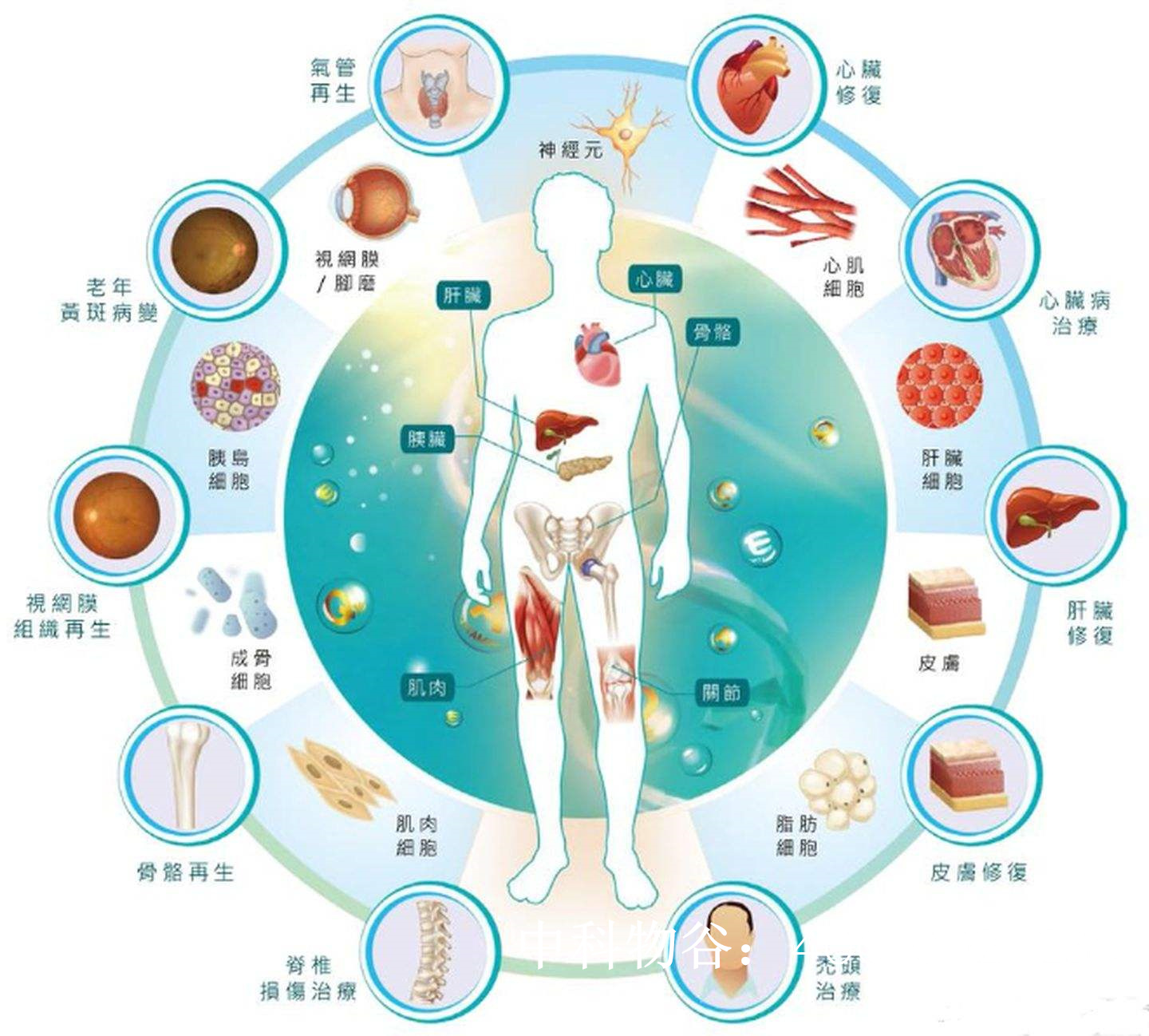 生物免疫疗法治疗卵巢癌好不好