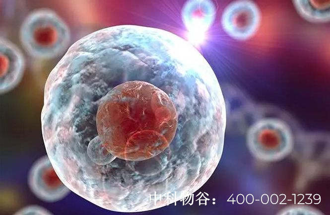 中科物谷NK免疫细胞可以治疗肺癌吗