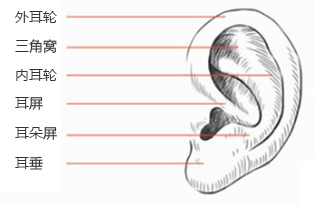垂耳畸形是什么原因