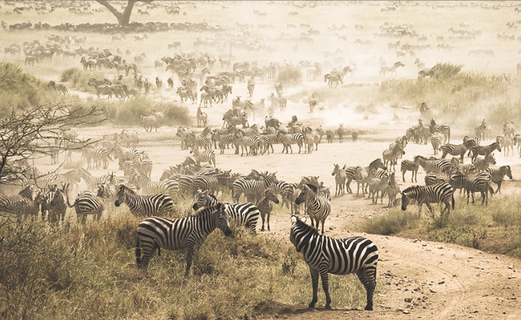 非洲动物大迁徙啥时候