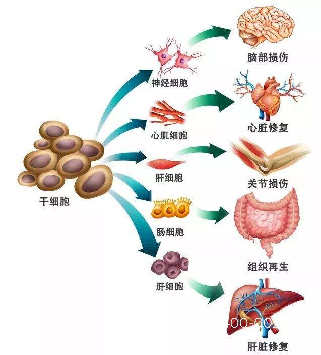 干细胞作用效果是什么呀