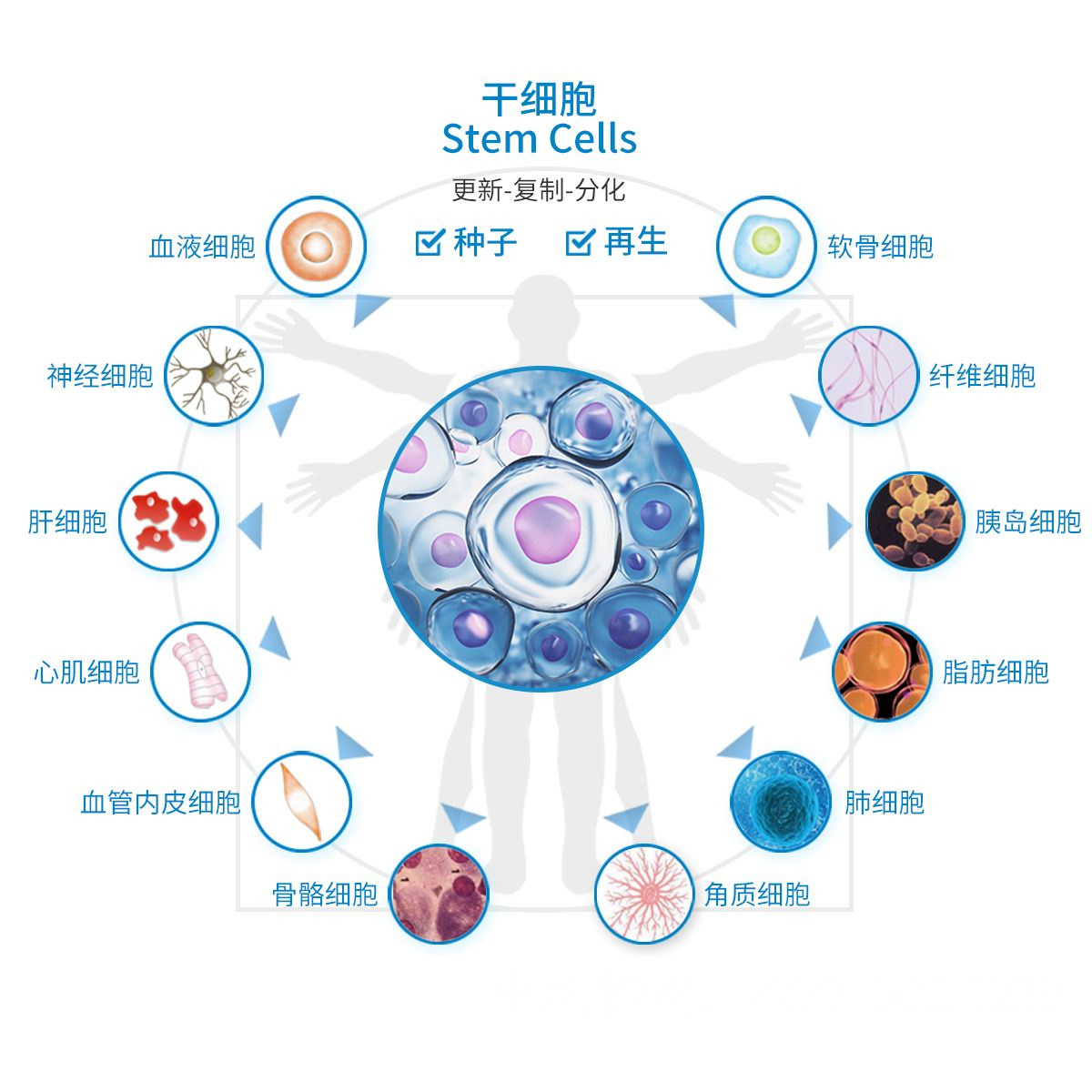 中国最大干细胞公司排名-中科物谷干细胞
