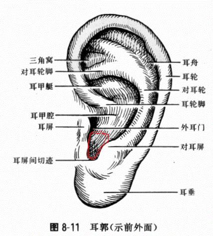 先天性耳前瘘管权威医院