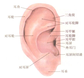 先天性耳畸形的护理