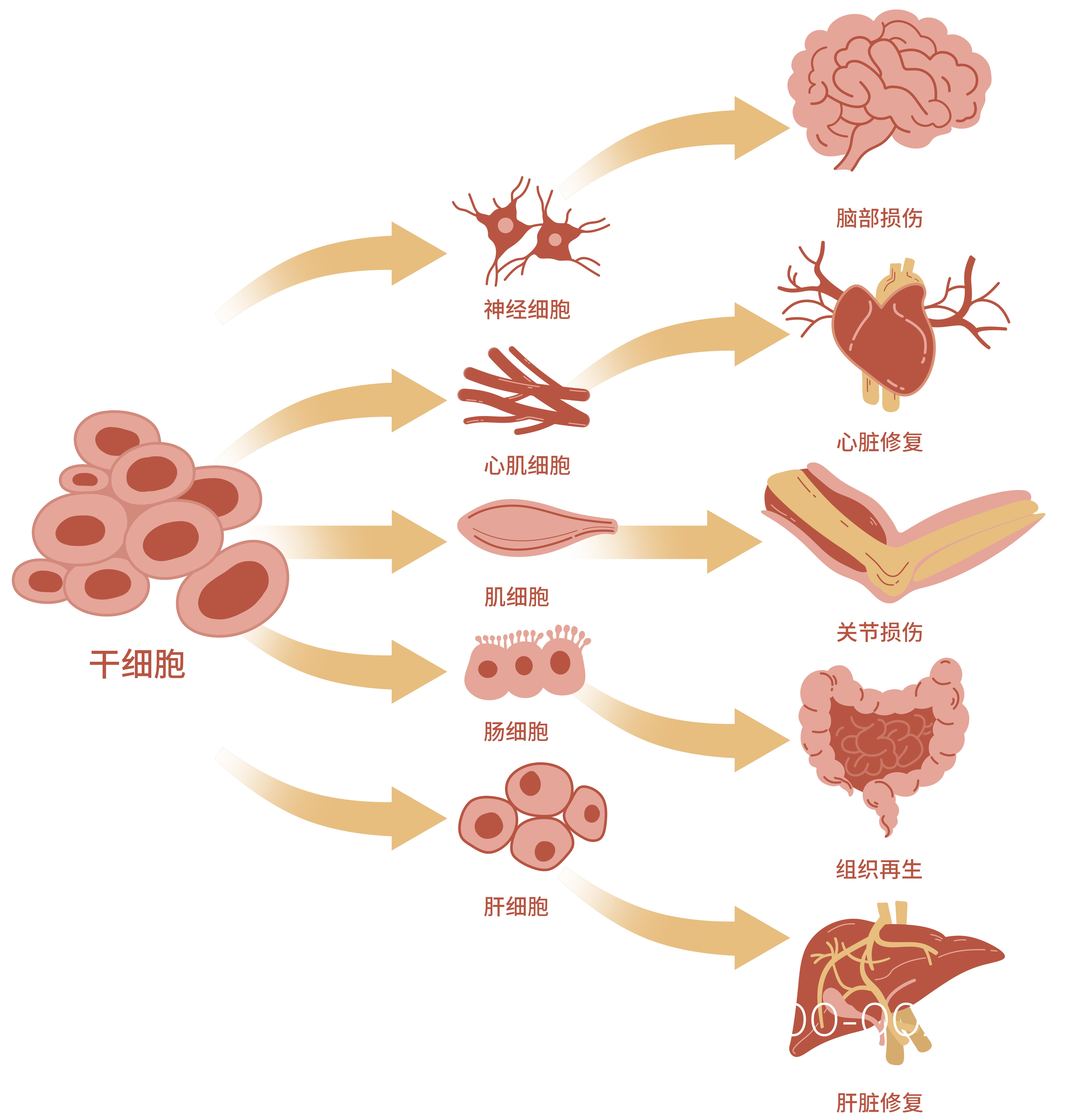 干细胞的作用是什么呢