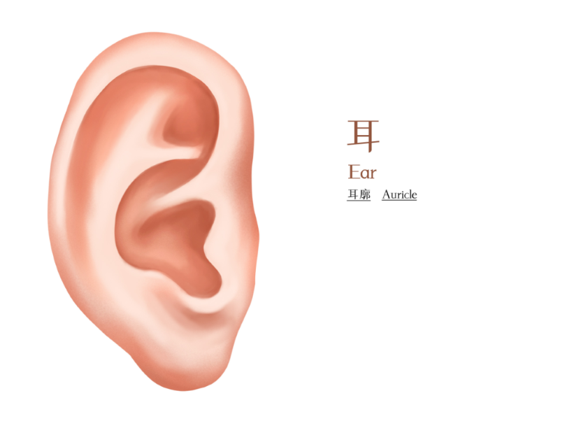 耳畸形及原因