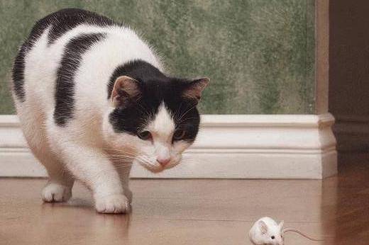 猫为什么要吃老鼠