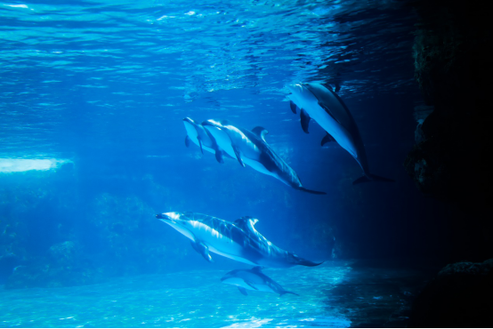 珠海长隆一连成功繁育三头太平洋白边海豚