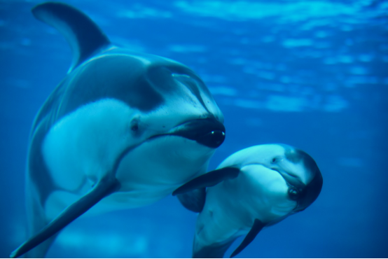 珠海长隆一连成功繁育三头太平洋白边海豚，暑期可以去看看了