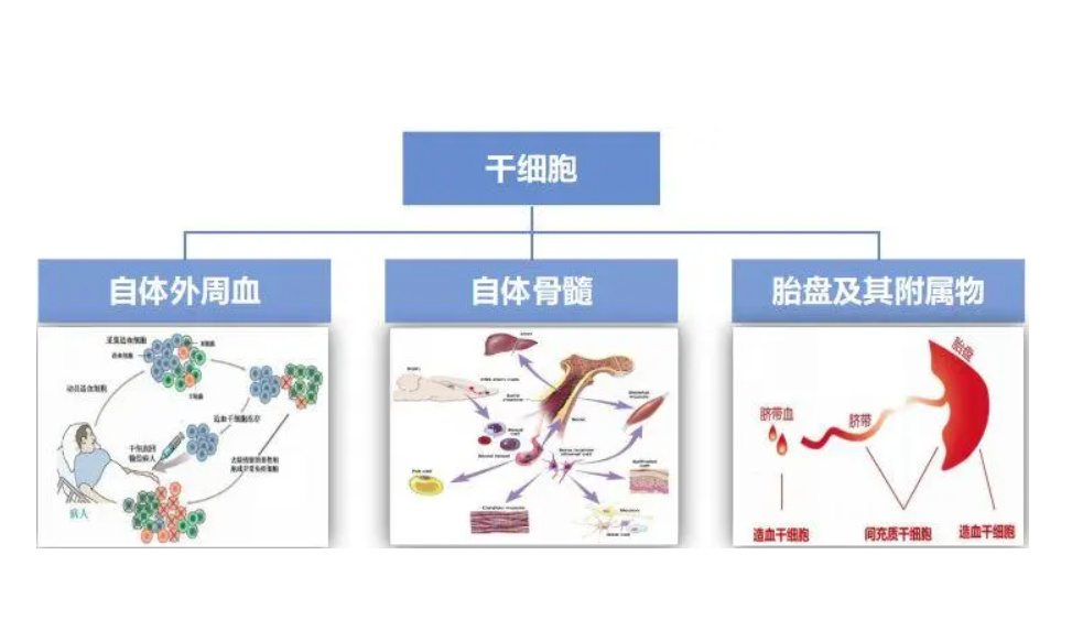 中国批准的干细胞医院名单