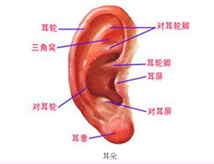 硅胶外耳再造手术费用