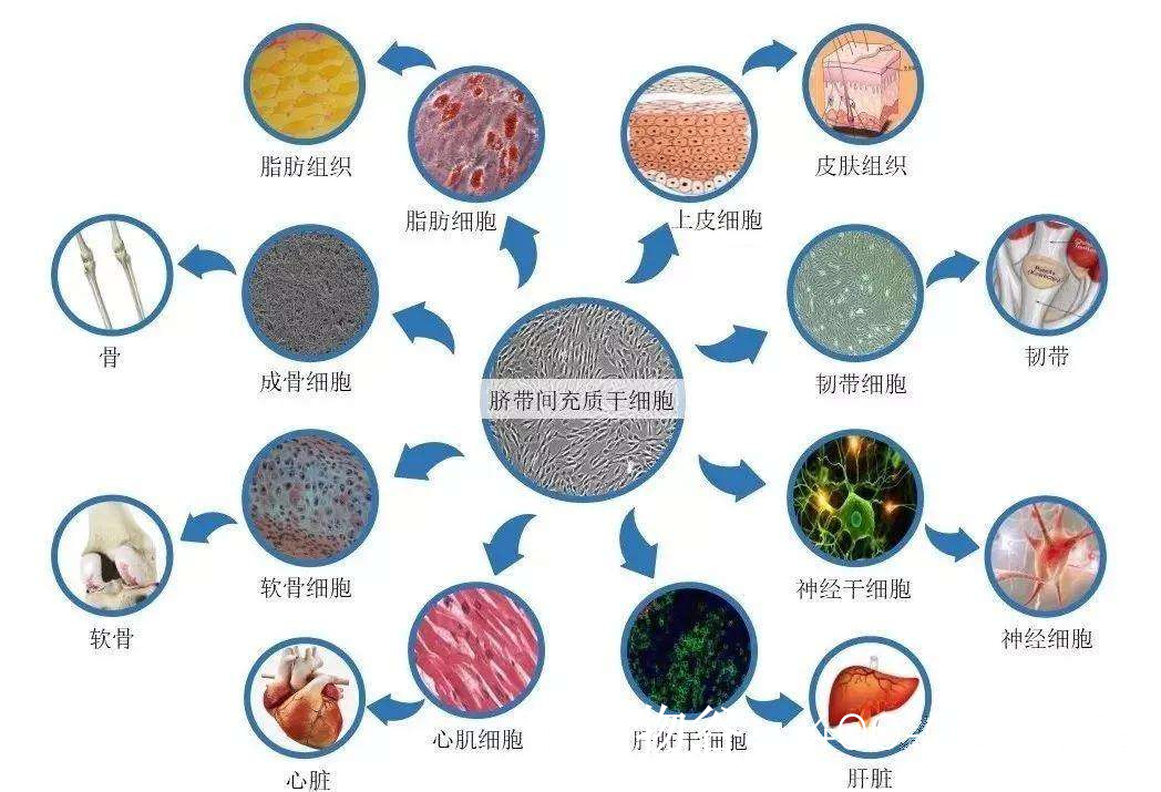 干细胞的八大功效-中科生物干细胞