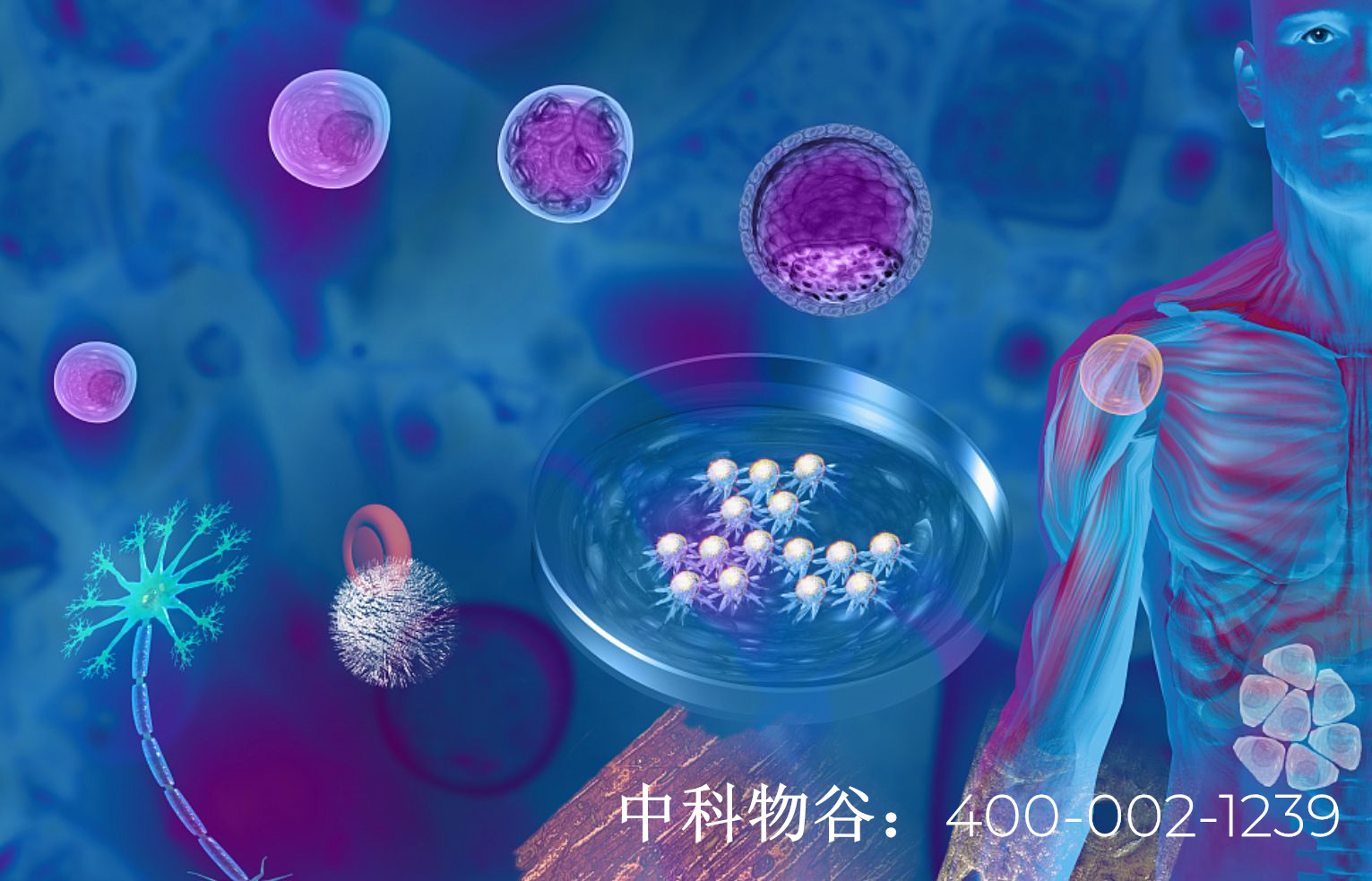 干细胞技术生物免疫细胞