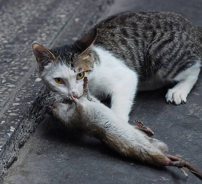 猫为什么要吃老鼠