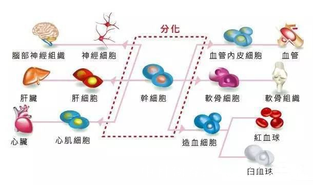 中国批准的干细胞机构
