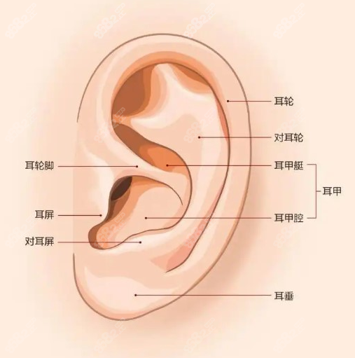 耳畸形是怎么造成的