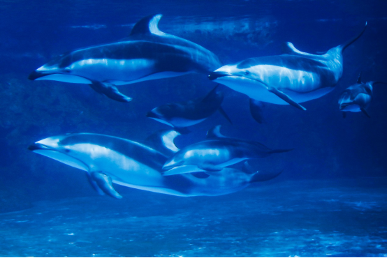 珠海长隆一连成功繁育三头太平洋白边海豚