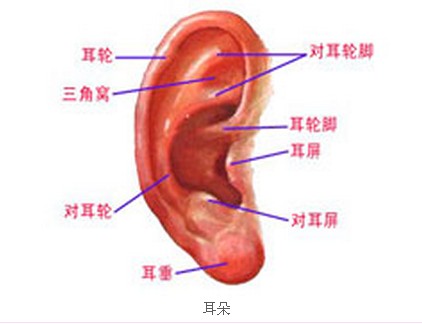 先天性耳瘘是怎么造成