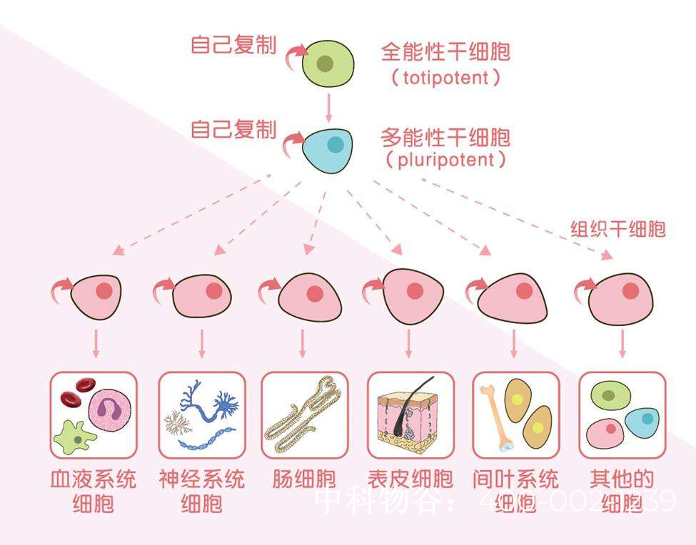 干细胞的基本生物学特征