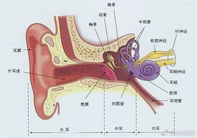 如何描述耳廓轻度畸形