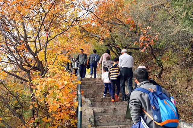香山红叶观赏期即将结束，24天迎客84万，比去年少两成